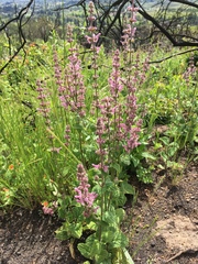 Stachys rigida quercetorum
