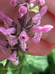 Stachys rigida quercetorum