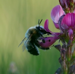 Anthophora aestivalis