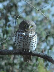 Glaucidium capense ngamiense