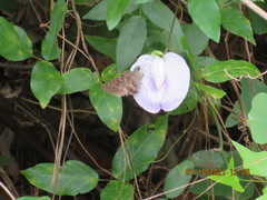 Centrosema arenicola