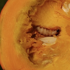 Eichlinia cucurbitae