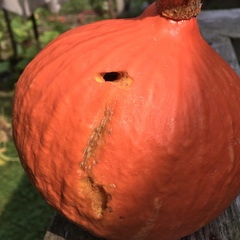 Eichlinia cucurbitae