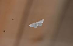 Asthena albulata