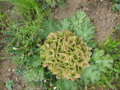 Arctopus monacanthus