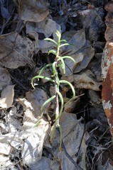 Tylecodon kritzingeri