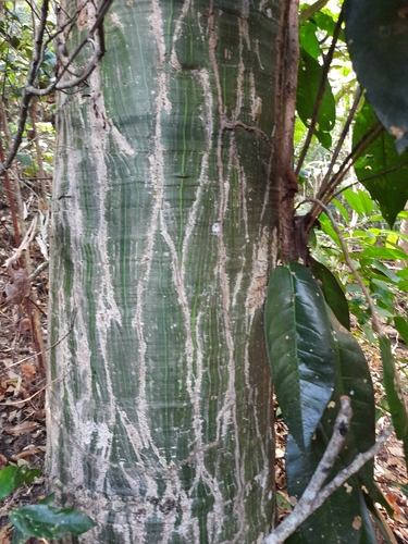 Pseudobombax marginatum (A.St.-Hil., A.Juss. & Cambess.) A.Robyns 2