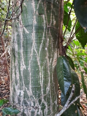 Pseudobombax marginatum