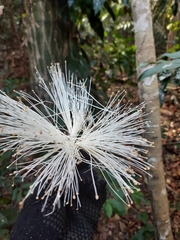 Pseudobombax marginatum