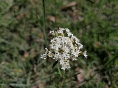 Stevia salicifolia