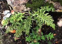 Asplenium rutifolium