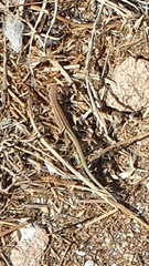 Podarcis carbonelli berlengensis