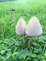 Coprinopsis acuminata