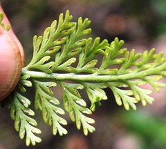 Asplenium rutifolium