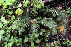 Asplenium rutifolium
