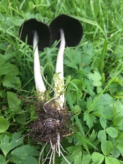 Coprinopsis acuminata