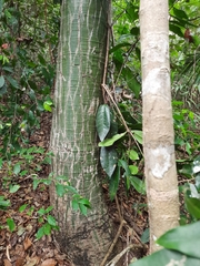 Pseudobombax marginatum