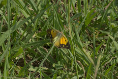 Colias croceus