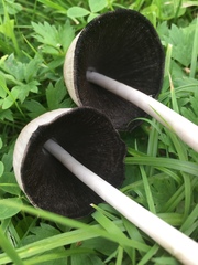 Coprinopsis acuminata
