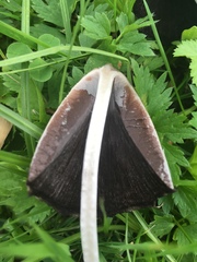 Coprinopsis acuminata