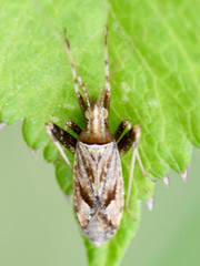 Phytocoris longipennis