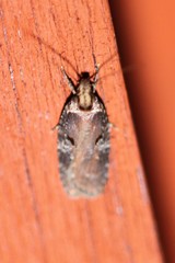 Agonopterix lythrella