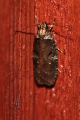 Agonopterix lythrella