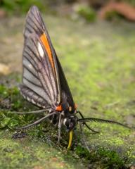 Sangalopsis microleuca