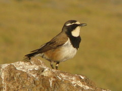 Oenanthe pileata pileata