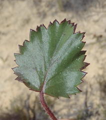 Pelargonium elegans
