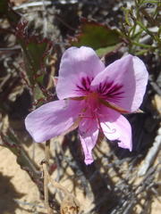 Pelargonium elegans