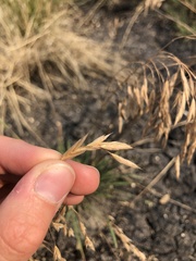 Bromus porteri