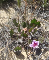Pelargonium elegans