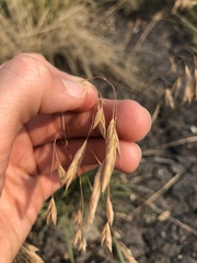 Bromus porteri