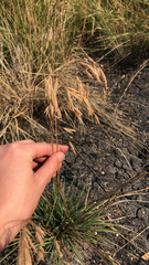 Bromus porteri