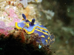 Felimare fontandraui