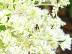 Pseudocharis melanthus