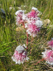 Serruria phylicoides