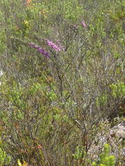 Indigofera flabellata