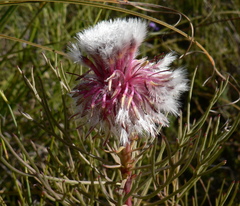 Serruria phylicoides