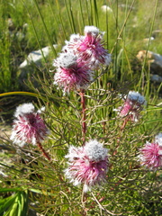 Serruria phylicoides