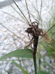 Ustilago syntherismae