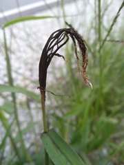 Ustilago syntherismae