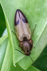 Stropenron hamata