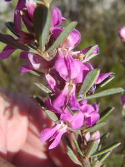 Indigofera flabellata