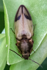 Stropenron hamata
