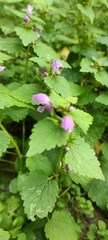 Lamium maculatum