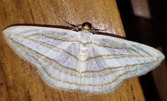 Orthocabera sericea