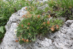 Trifolium polyphyllum