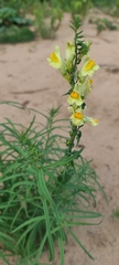 Linaria vulgaris